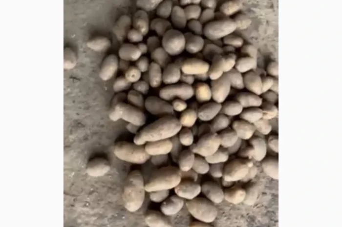 Куплю картоплю від фермера- фото № 1