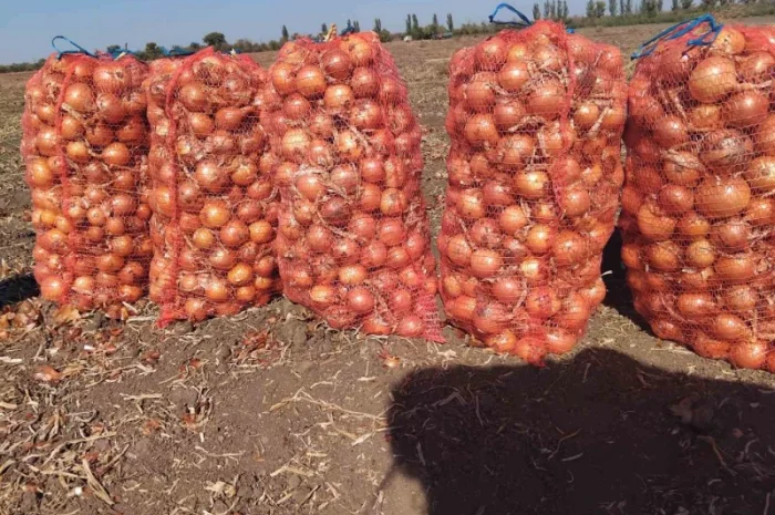 Обмен качественного лука на картошку- фото № 1