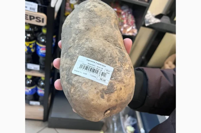 Картопля насіння III репродукції Прада і Конект- фото № 1