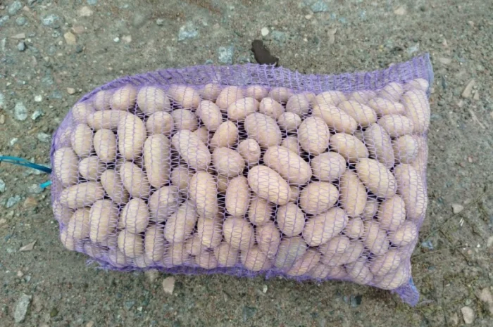 Продаю насинневую картошку Королева Анна и Гранада- фото № 1