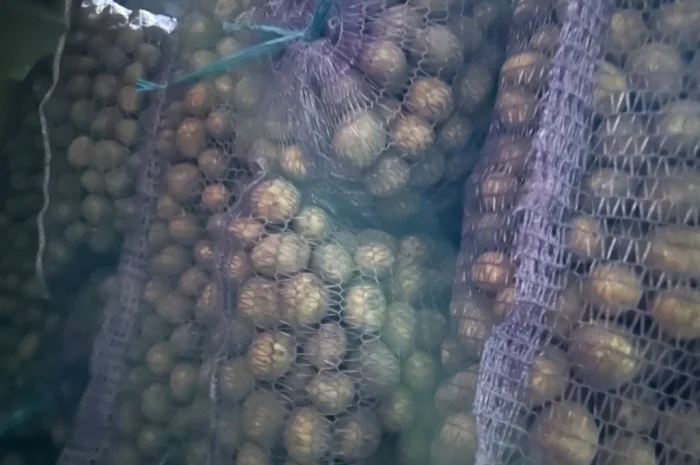 Картопля на продаж- фото № 1