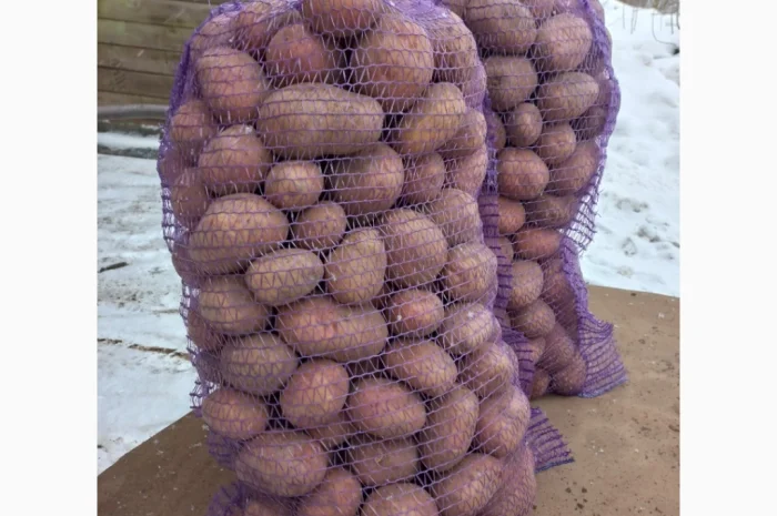 Продаю картошку врожая 2025 года- фото № 1