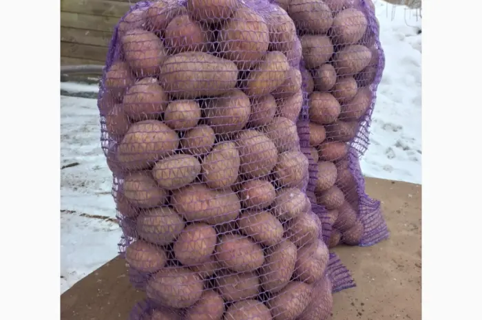 Продам продовольственный картофель- фото № 1