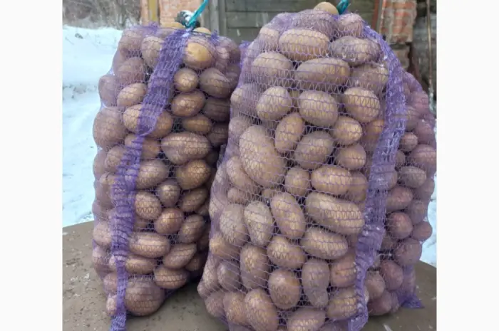 Продам продовольственный картофель- фото № 2