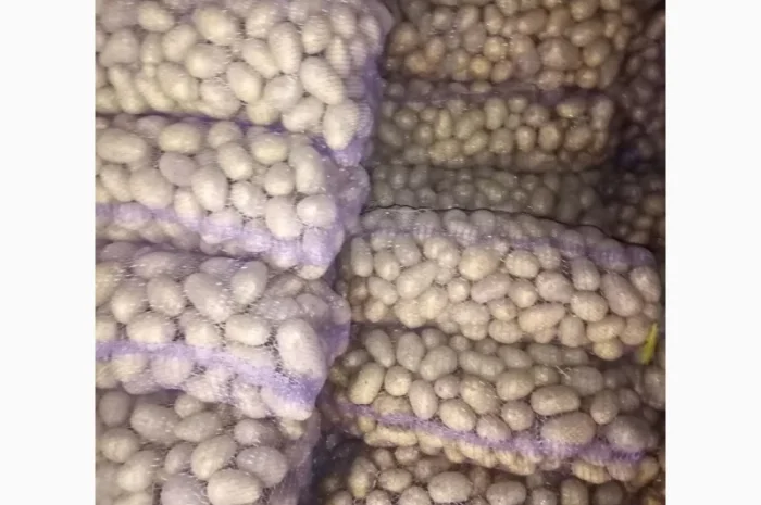 Продажа товарной картошки 6 тонн- фото № 1