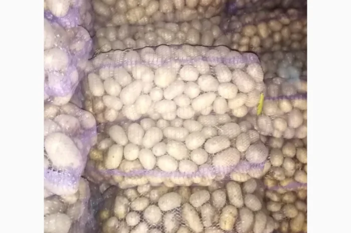 Продажа товарной картошки 6 тонн- фото № 2