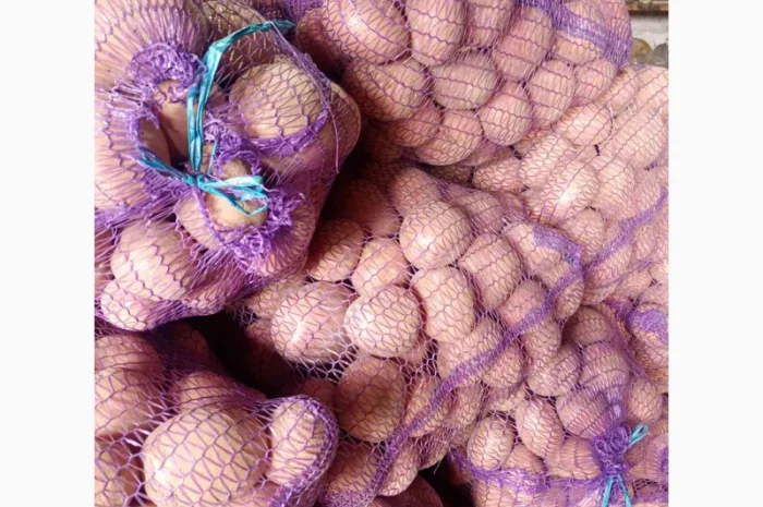 Картопля Белла Росса від населення- фото № 1