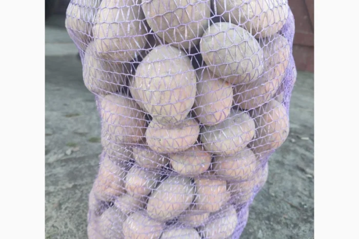 Картопля Белла Росса від населення- фото № 3