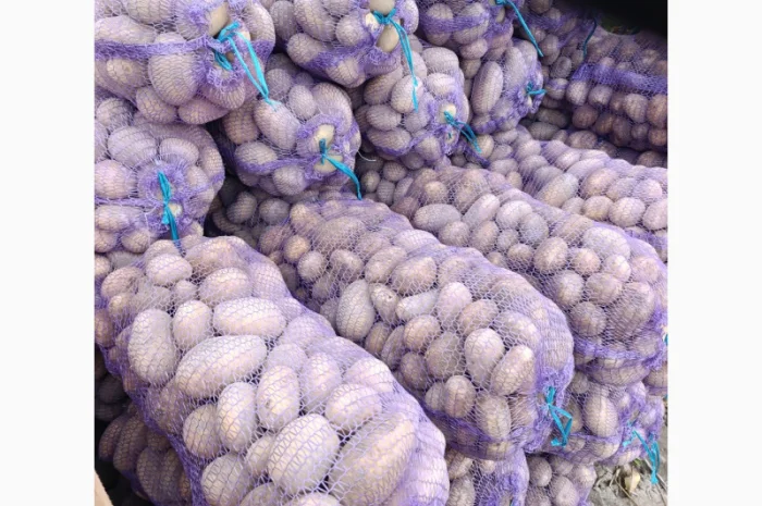 Продаж картоплі сорту Біла Роса- фото № 1