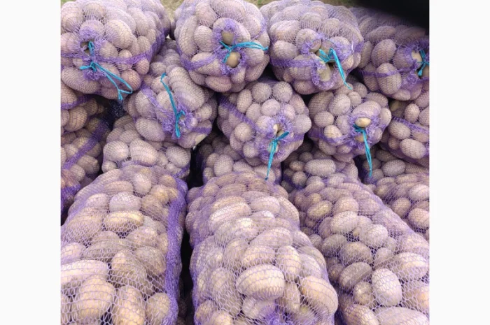 Продаж картоплі сорту Біла Роса- фото № 3