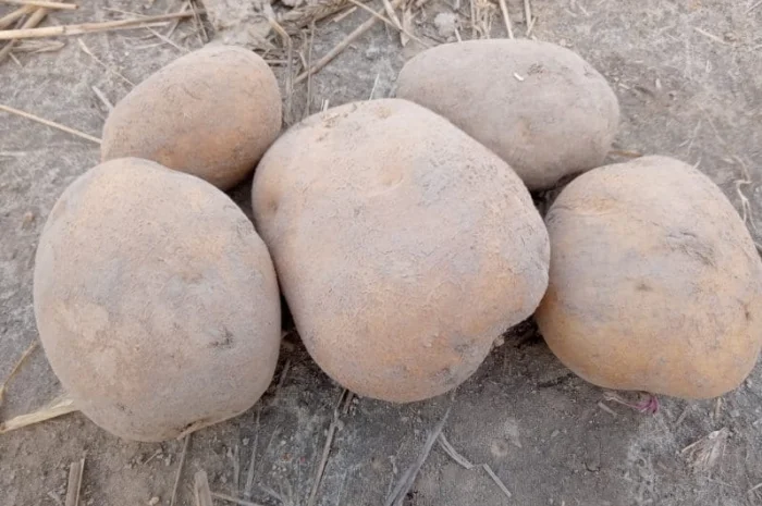 Продаж картоплі сорт Jurek в біг бэгах 1000 кг- фото № 2