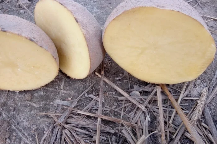 Продаж картоплі сорт Jurek в біг бэгах 1000 кг- фото № 3