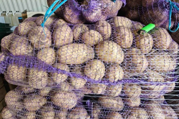 Картопля пізня оптом с доставкой в Львове- фото № 1