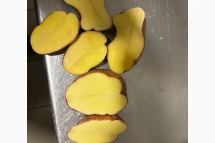 Картопля пізня оптом с доставкой в Львове- фото № 4