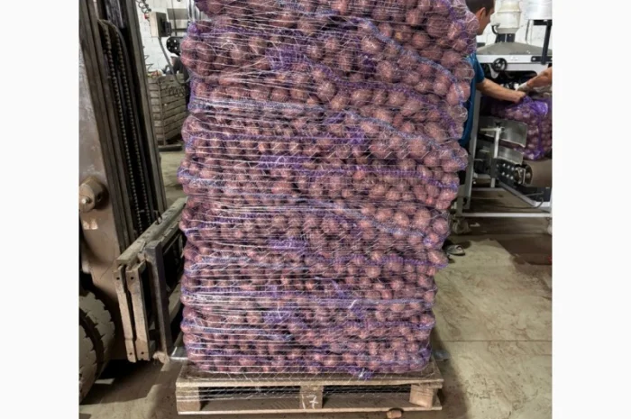 Картопля пізня оптом с доставкой в Львове- фото № 5