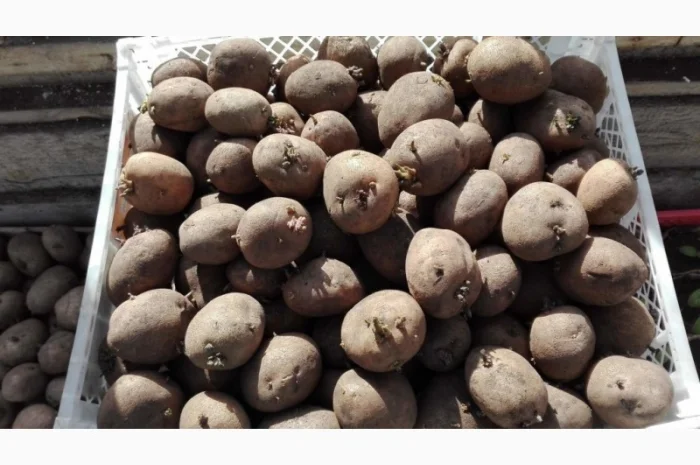 Продаж посадкової картоплі оптом- фото № 1