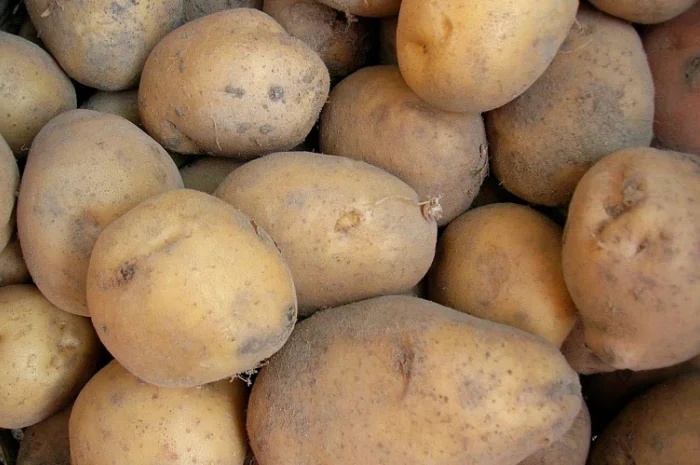 Продаж картоплі 2 сорту оптом- фото № 1