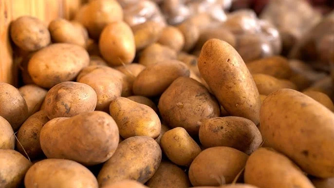 Картопля 2 сорт оптом у продажу- фото № 1