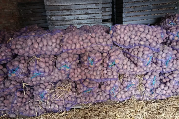 Куплю картоплю товарну- фото № 1