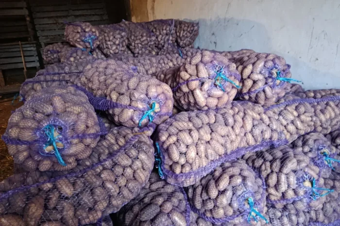 Продается картофель продовольственный- фото № 1