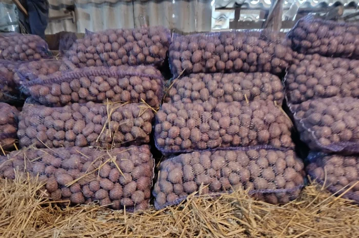 Продается картофель продовольственный- фото № 2