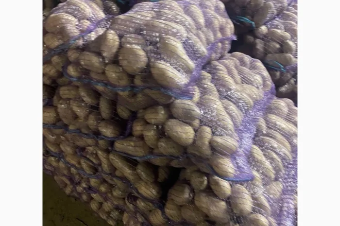 Продаю продовольчу картоплю- фото № 2