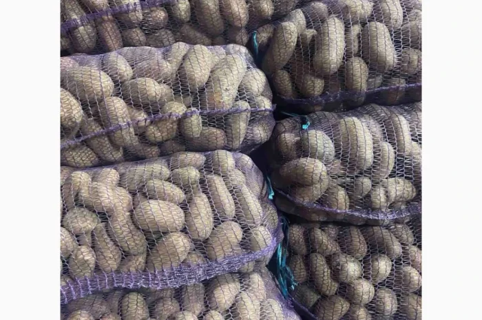 Продаю продовольчу картоплю- фото № 4