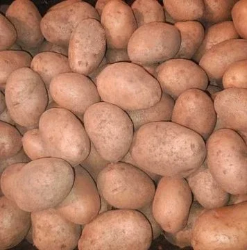Куплю картоплю сорту БеллаРоса- фото № 2