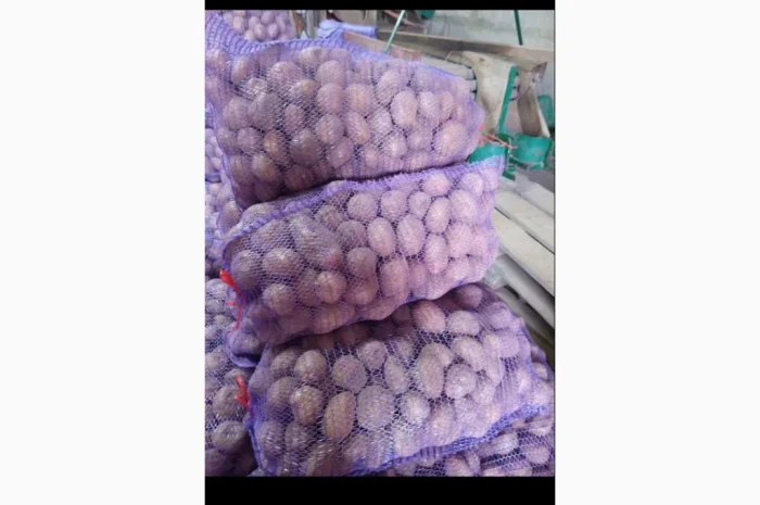 Продажа картофеля сортов Аризона, Пикассо, Ривьера- фото № 1