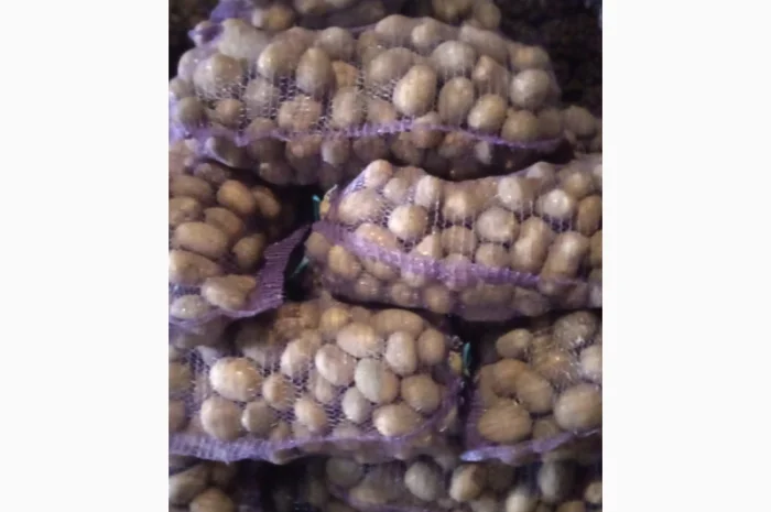 Продаж картоплі мелоді- фото № 1