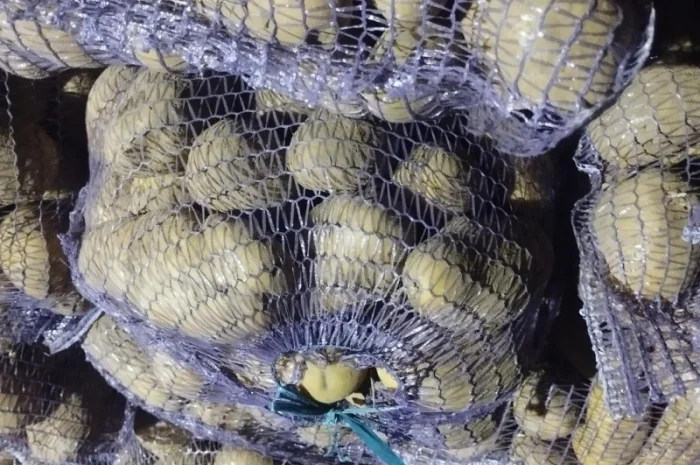 Куплю картоплю без хвороб- фото № 1