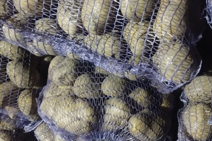 Куплю картоплю без хвороб- фото № 2