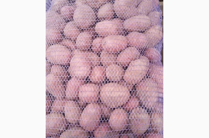 Продажа картофеля разных сортов- фото № 1