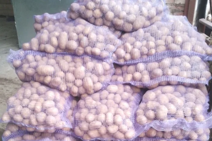 Продажа картофеля разных сортов- фото № 3