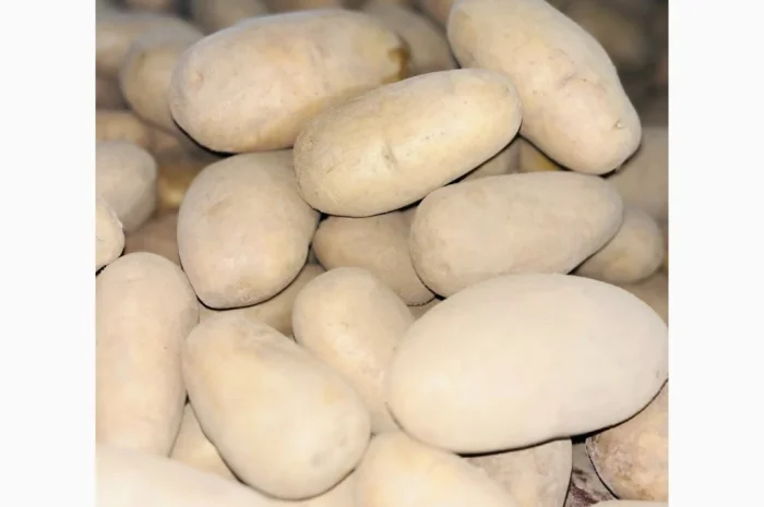 Продаю картоплю сорту Гранада- фото № 2