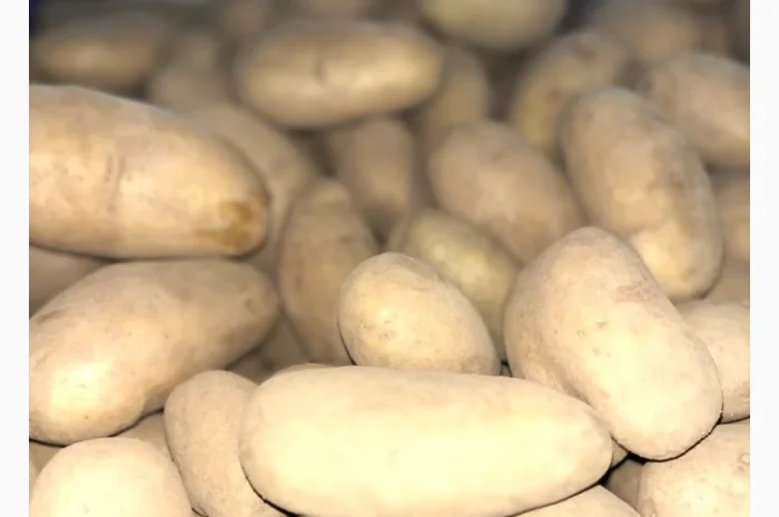 Продаю картоплю сорту Гранада- фото № 3