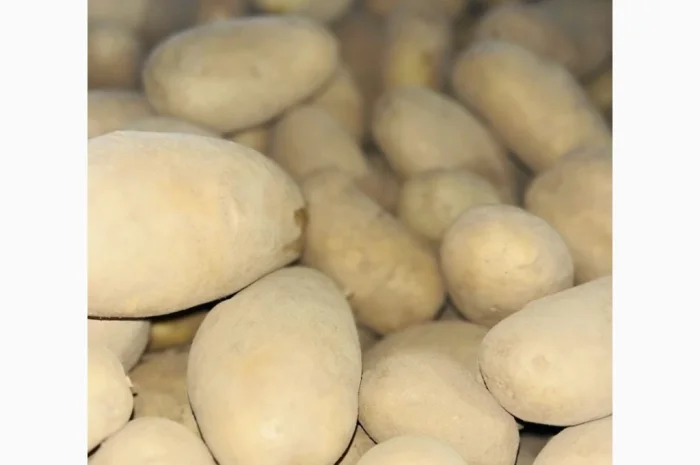 Продаю картоплю сорту Гранада- фото № 4