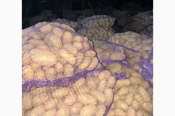 Продаю картоплю сорту Гранада- фото № 5