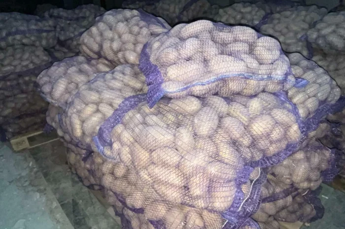 Продаю картоплю сорту Гранада- фото № 7