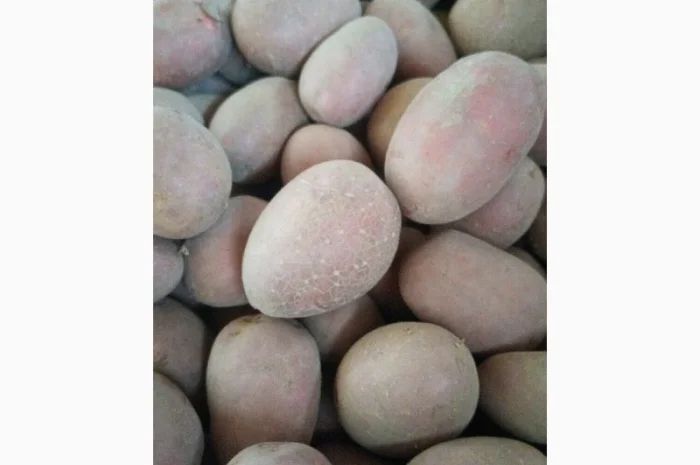 Продаж насіння белароси 2репродукція- фото № 1