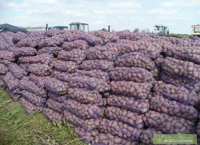 Картошка оптом на продажу- фото № 2