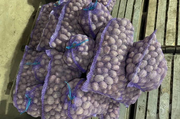 Продам насіннєву картоплю БІЛА РОСА 3 репродукція- фото № 1