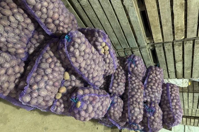 Продам насіннєву картоплю БІЛА РОСА 3 репродукція- фото № 2