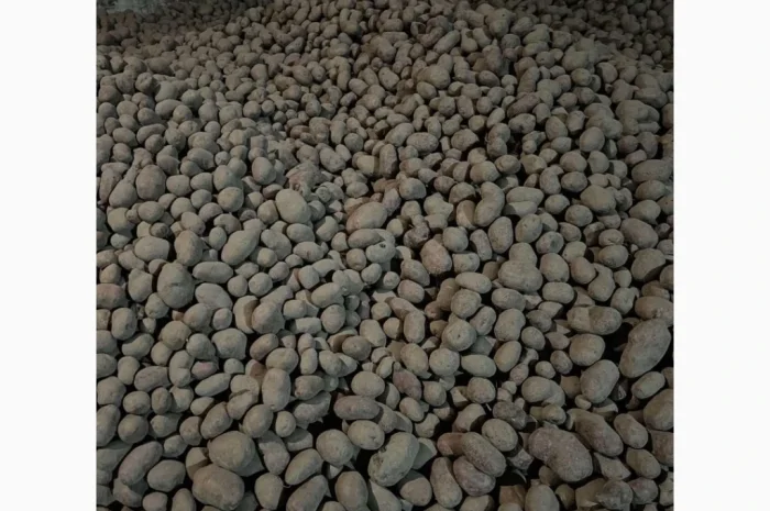 Продаю картоплю Беллароза оптом, 50 тонн- фото № 1