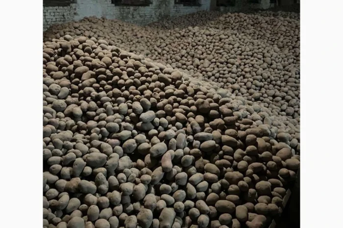 Продаю картоплю Беллароза оптом, 50 тонн- фото № 2