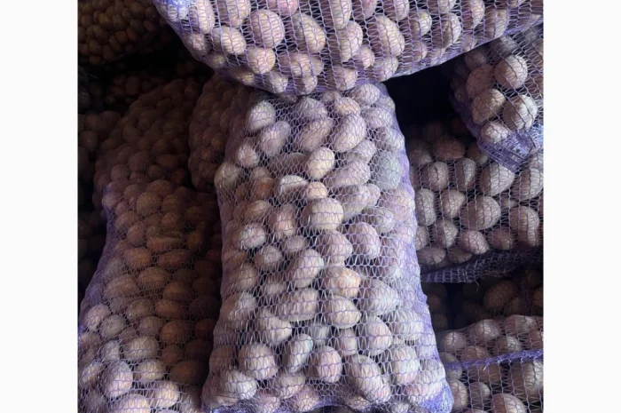 Продаж картоплі сорту Беллароза оптом – 50 тонн у Чернігові- фото № 1