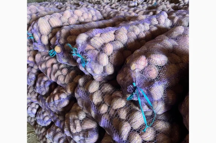 Продаж картоплі сорту Беллароза оптом – 50 тонн у Чернігові- фото № 3