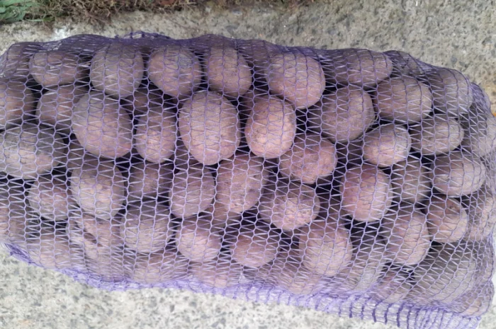 Продаж картоплі домашньої біла роса- фото № 1