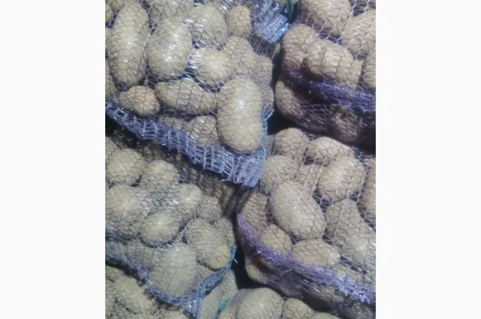 Продаж товарної картоплі від фермерського господарства- фото № 2