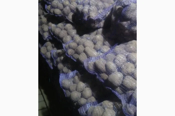 Продаж товарної картоплі від фермерського господарства- фото № 3